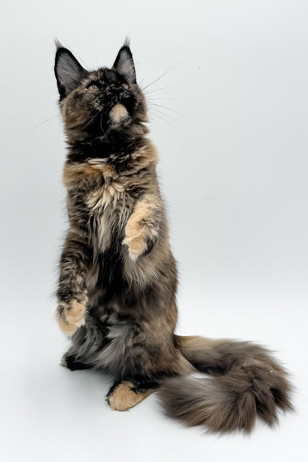 Elaina | Maine Coon Kitten