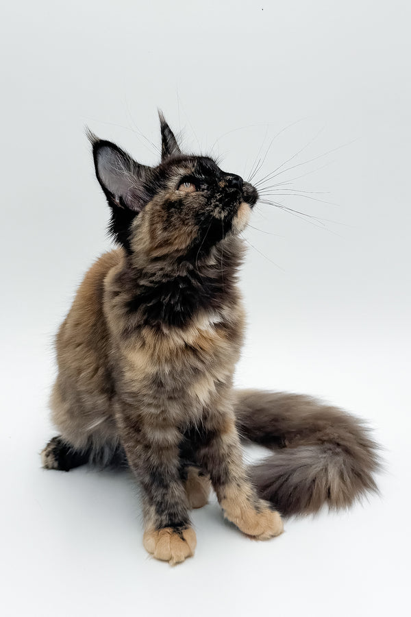 Elaina | Maine Coon Kitten