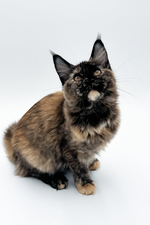 Elaina | Maine Coon Kitten