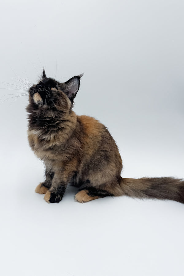Elaina | Maine Coon Kitten