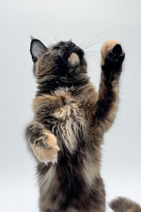 Elaina | Maine Coon Kitten