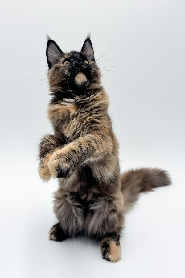 Elaina | Maine Coon Kitten