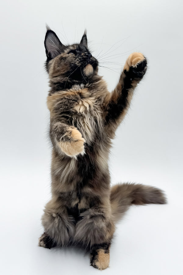 Elaina | Maine Coon Kitten