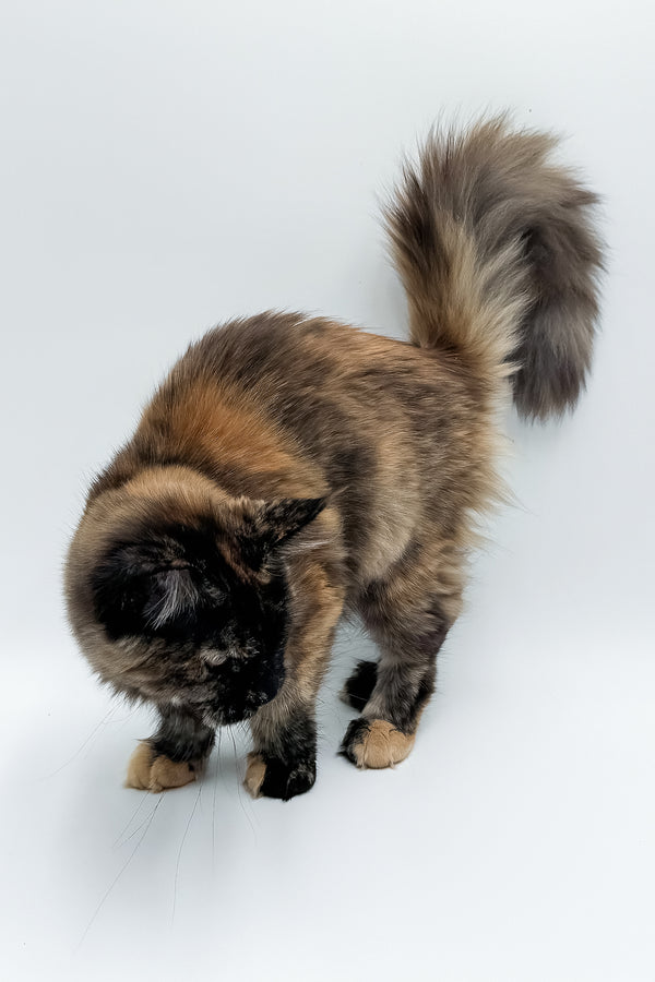 Elaina | Maine Coon Kitten