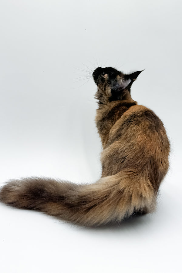 Elaina | Maine Coon Kitten