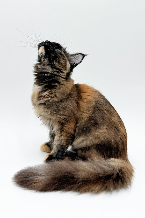 Elaina | Maine Coon Kitten