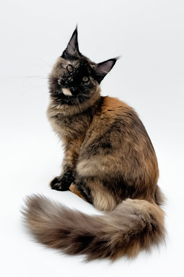 Elaina | Maine Coon Kitten