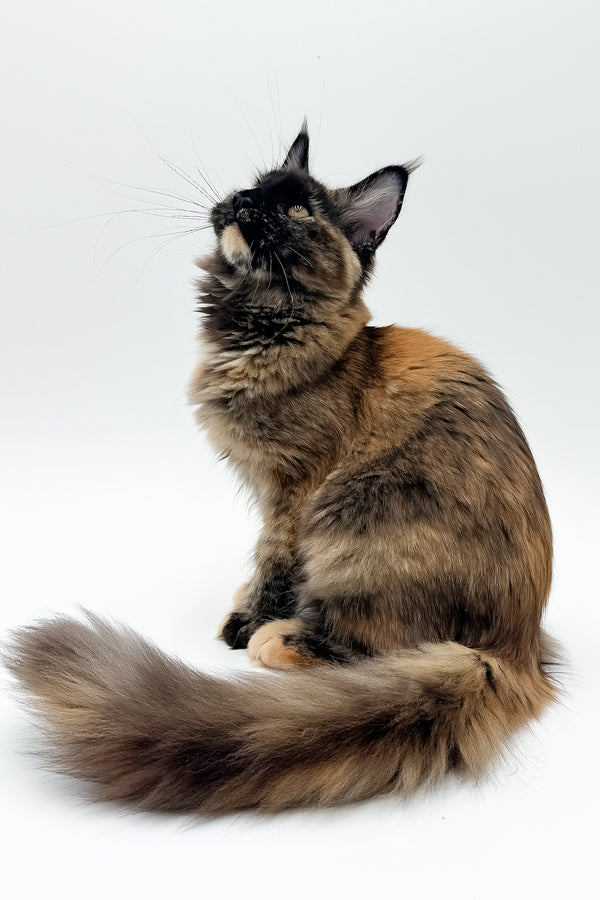 Elaina | Maine Coon Kitten