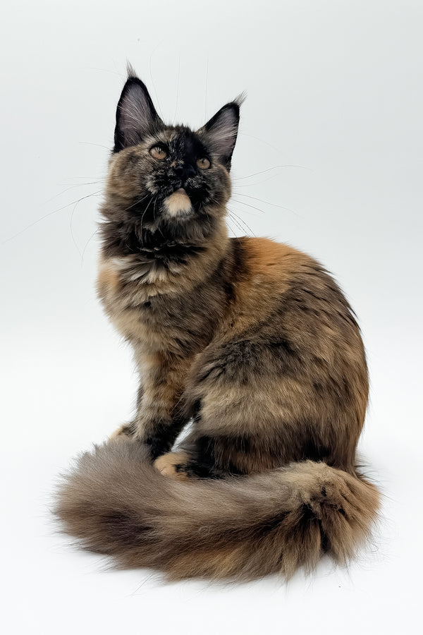 Elaina | Maine Coon Kitten