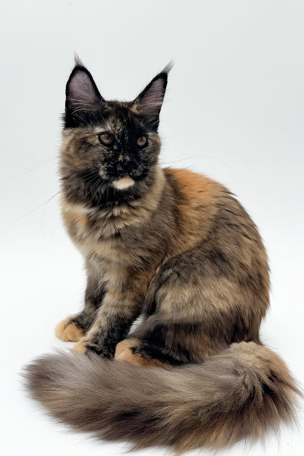 Elaina | Maine Coon Kitten