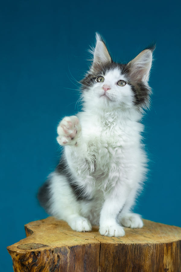 Elaine | Maine Coon Kitten