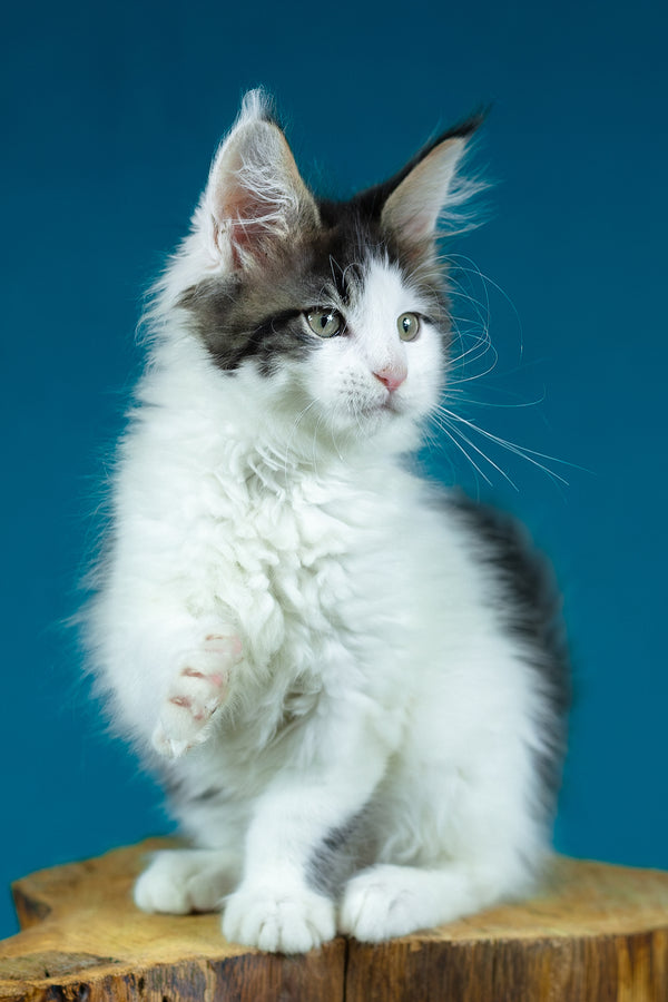 Elaine | Maine Coon Kitten