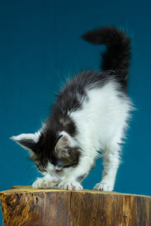 Elaine | Maine Coon Kitten