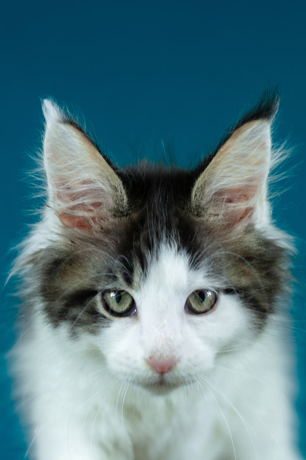 Elaine | Maine Coon Kitten