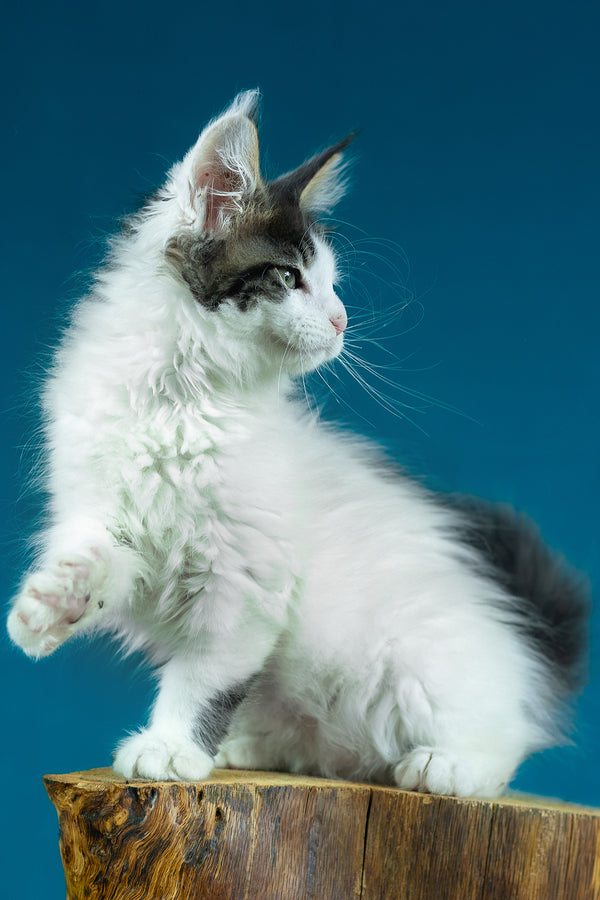 Elaine | Maine Coon Kitten