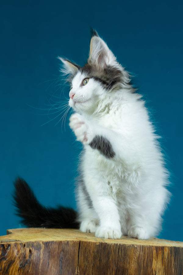 Elaine | Maine Coon Kitten