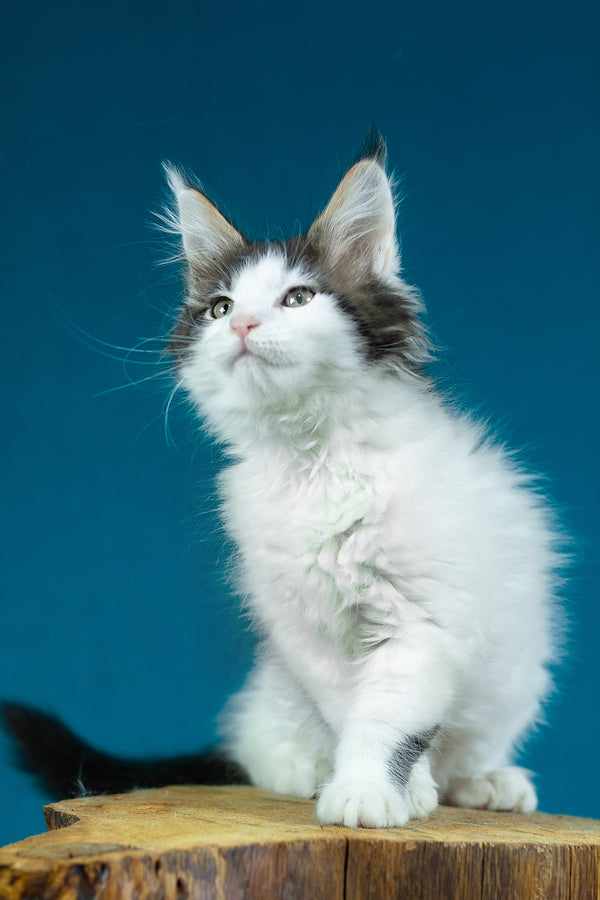 Elaine | Maine Coon Kitten