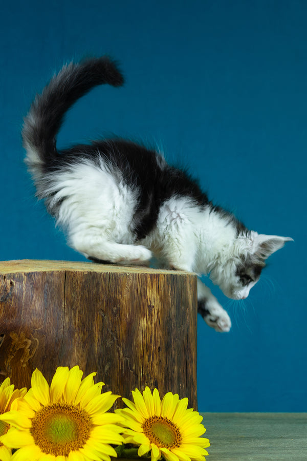 Elaine | Maine Coon Kitten