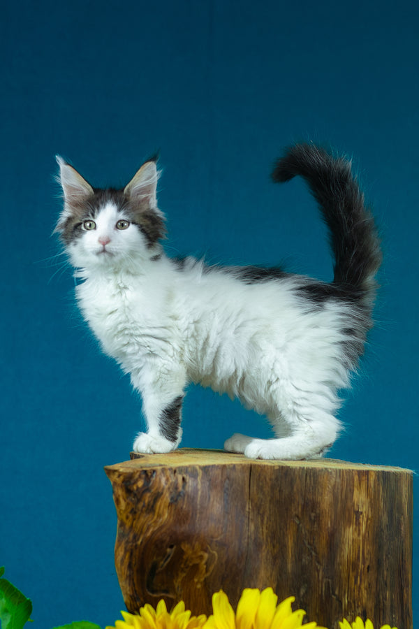 Elaine | Maine Coon Kitten