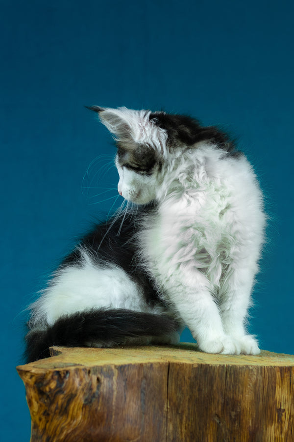 Elaine | Maine Coon Kitten