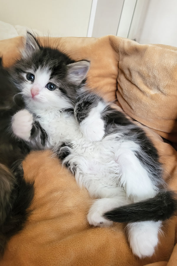 Eleanor | Siberian Kitten