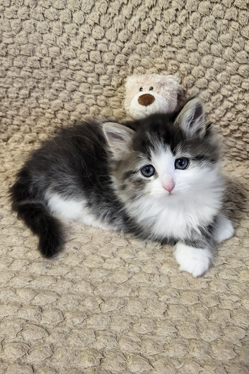 Eleanor | Siberian Kitten