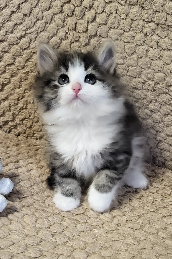 Eleanor | Siberian Kitten