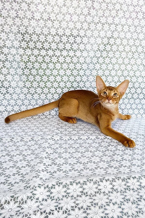 Electra | Abyssinian Kitten