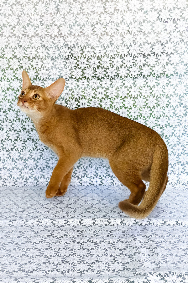 Electra | Abyssinian Kitten