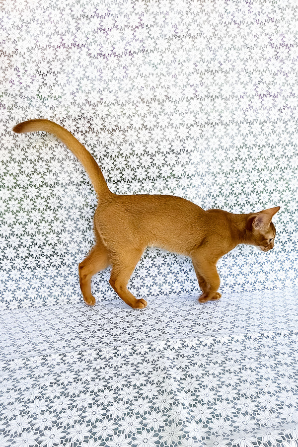 Electra | Abyssinian Kitten