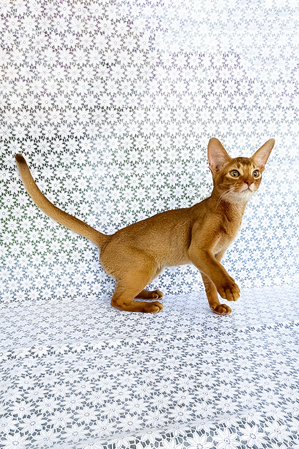 Electra | Abyssinian Kitten