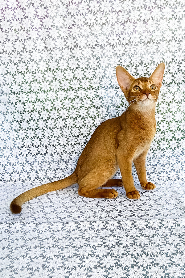 Electra | Abyssinian Kitten