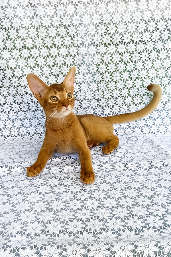 Electra | Abyssinian Kitten