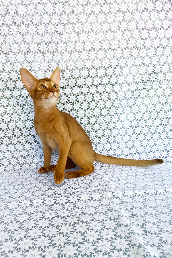 Electra | Abyssinian Kitten