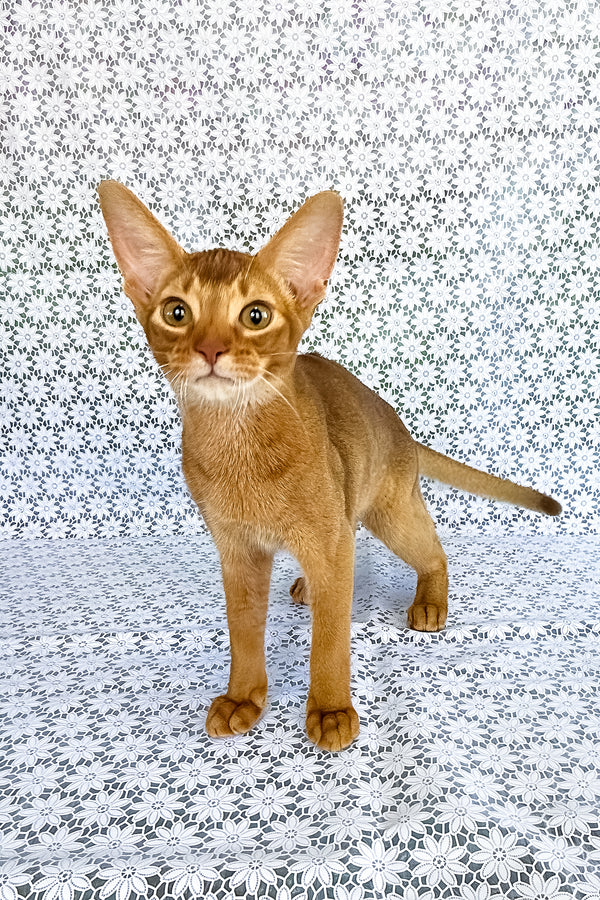 Electra | Abyssinian Kitten