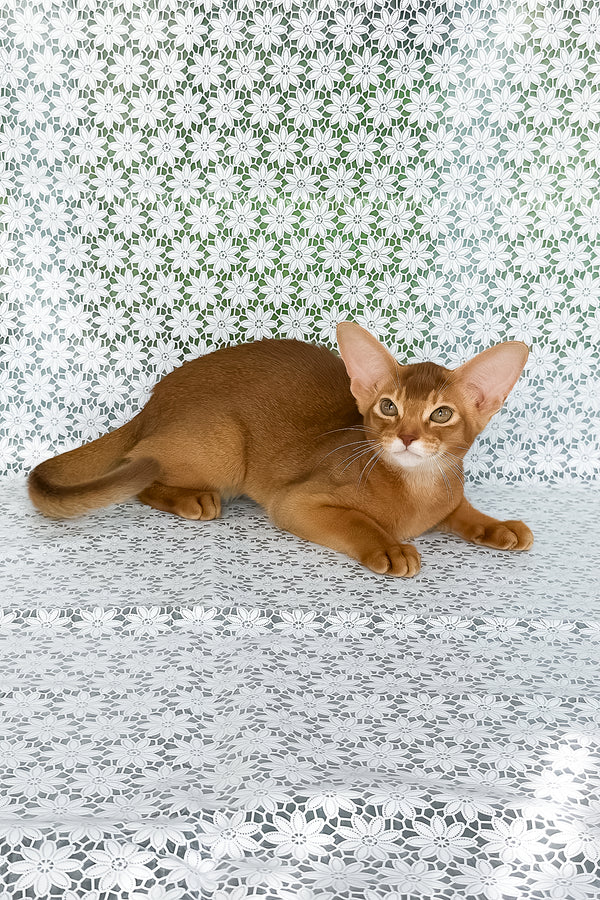 Electra | Abyssinian Kitten