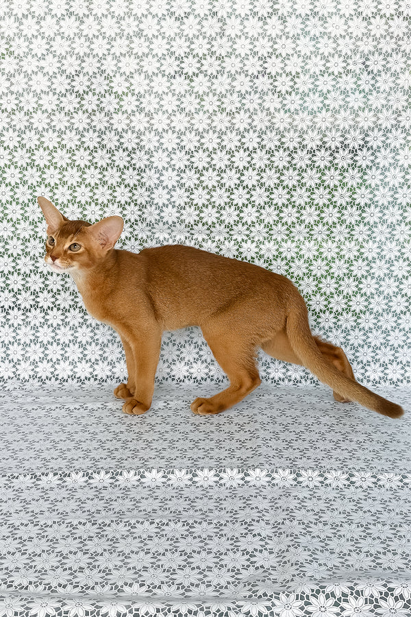 Electra | Abyssinian Kitten