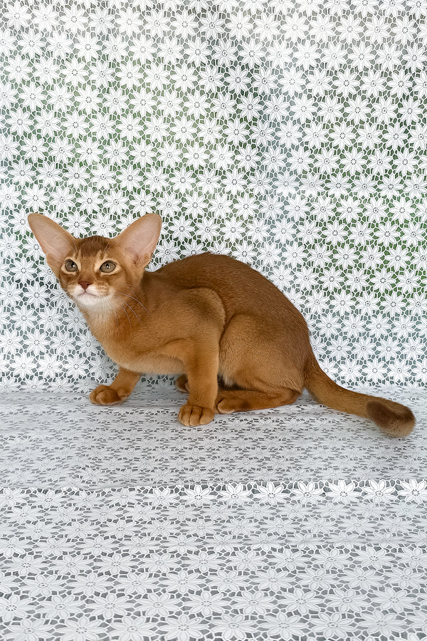 Electra | Abyssinian Kitten