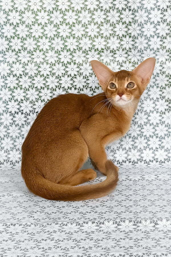 Electra | Abyssinian Kitten