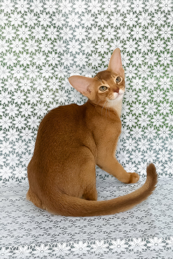 Electra | Abyssinian Kitten