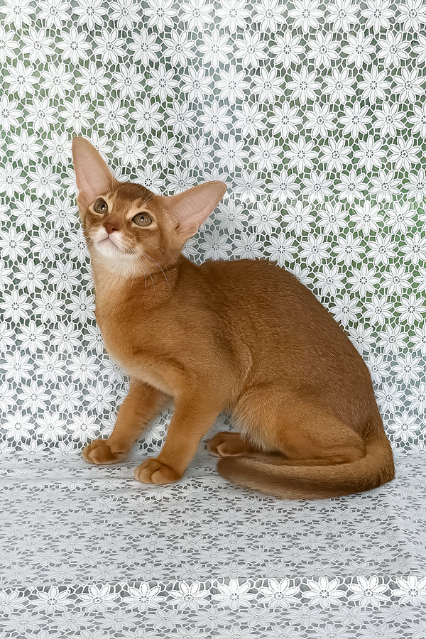 Electra | Abyssinian Kitten