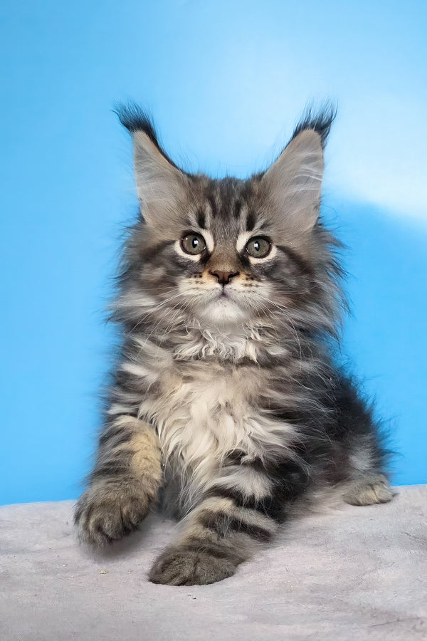 Elena | Maine Coon Kitten