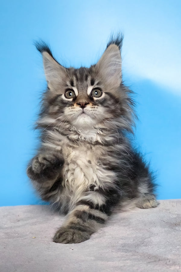 Elena | Maine Coon Kitten