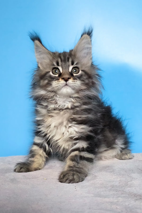 Elena | Maine Coon Kitten