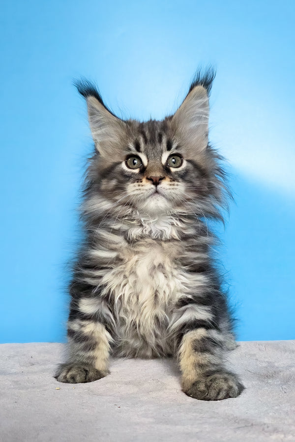 Elena | Maine Coon Kitten