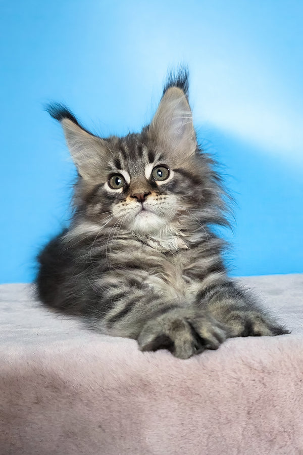 Elena | Maine Coon Kitten