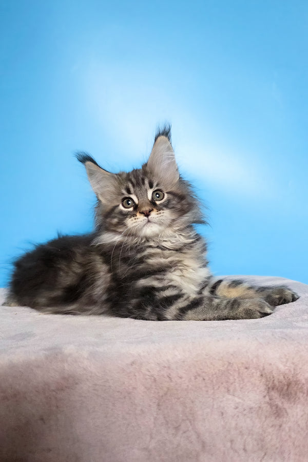 Elena | Maine Coon Kitten