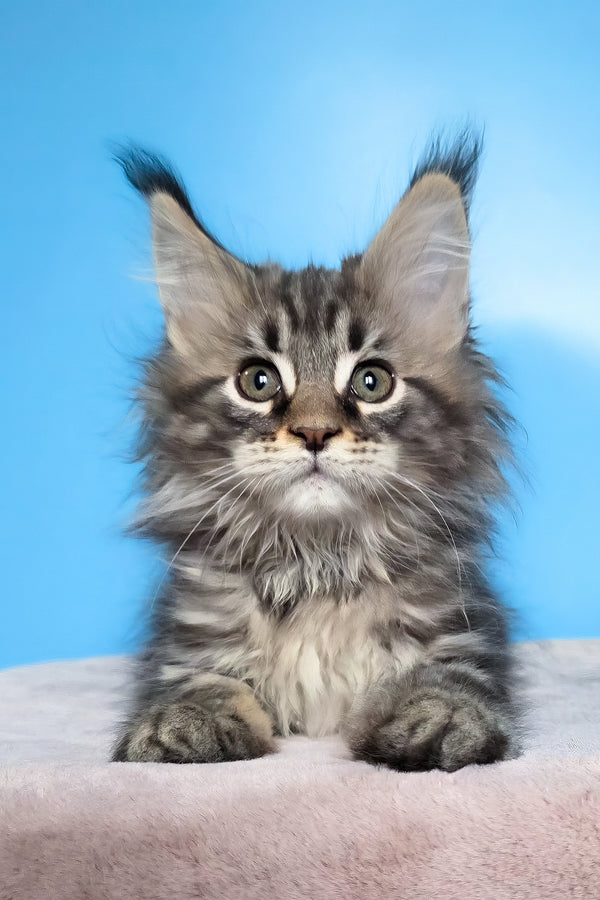 Elena | Maine Coon Kitten