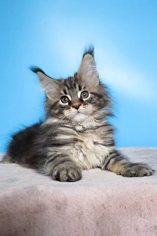 Elena | Maine Coon Kitten