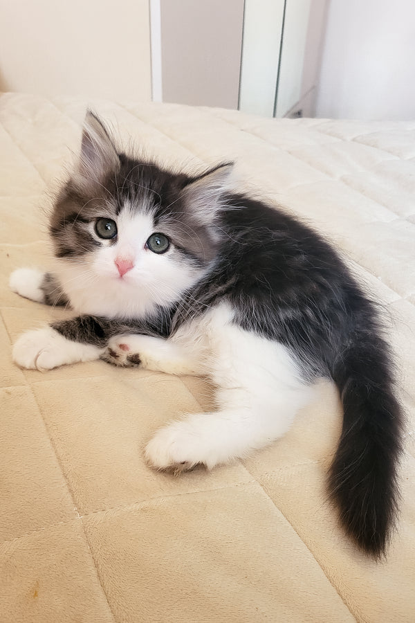 Eleanor | Siberian Kitten